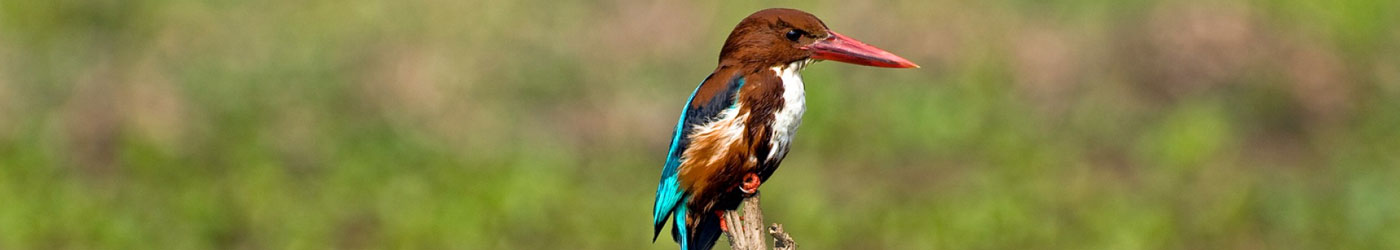 Chitwan Bird Watching